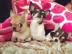 咸吐司-爸爸糖吐司面包(南京奥体店)