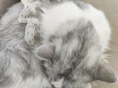 -怪兽屋·羊驼·猫咖·狗咖(俊华广场店)