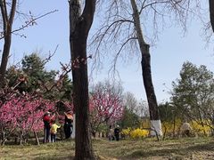 -元大都城垣遗址公园