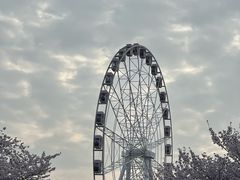 -顾村公园