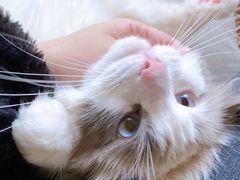 -comecome来吧宠物(奥克斯中心店)