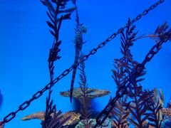 -上海海洋水族馆