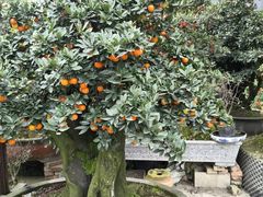 -金科花卉市场