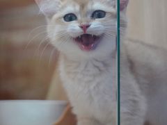 -山宅一喵德文卷毛猫舍
