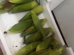 -南汇新场正宗水蜜桃采摘