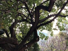-九龙公园