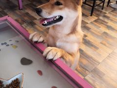 -柴源莊·柴小宠柴犬咖啡