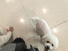 -帕帕拉兹宠物(亚洲旗舰店)