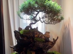 -忆江南·临江鱼馆