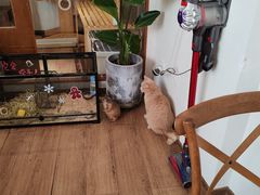 -有猫主题·治愈系猫咖(曾厝垵店)