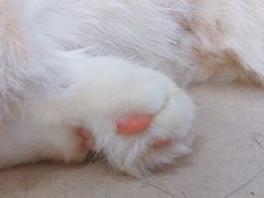 -喵的天空名猫咖啡馆·撸猫·猫舍·用品