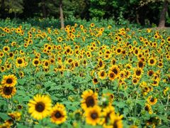 -上海滨江森林公园