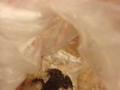 iphone_upload_pic-广悦华阳朔河畔度假酒店(十里画廊遇龙河店)