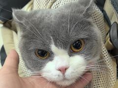 -北京观赏动物医院·24小时大型综合·猫专科·异宠专科