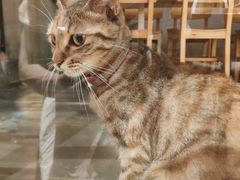 -猫的天空之城概念书店(苏州平江店)