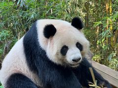 -广州长隆飞鸟乐园