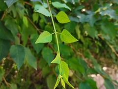 -北京西山国家森林公园