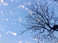 北楼前的树（摄于2017.01.10&nbsp;晨）-上海市位育初级中学