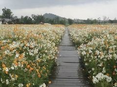 -径山花海