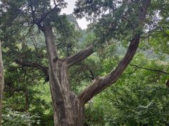 -北京上方山国家森林公园
