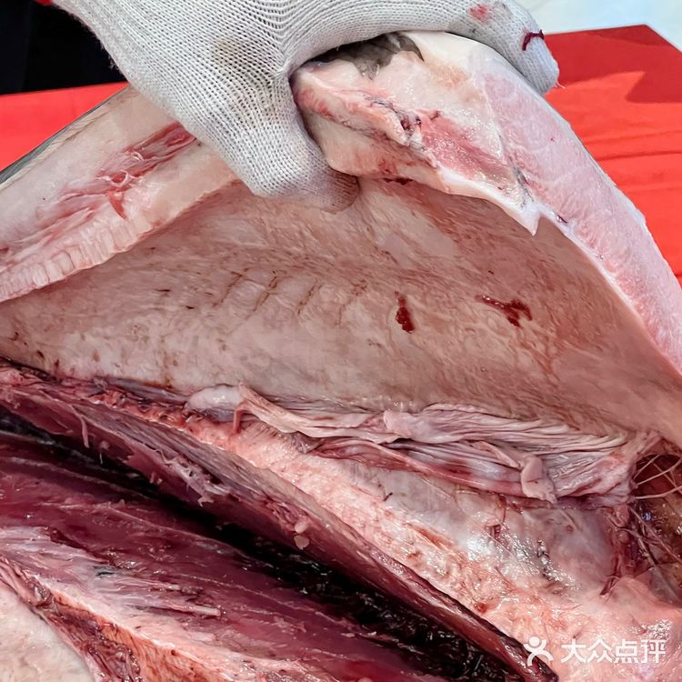 『牛料家炭火烧肉』与食客共庆一周岁,蓝鳍金枪鱼开鱼秀来助兴‼️