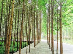 -桤木河湿地公园