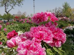 -曹州百花园