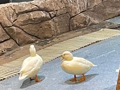 -海合安武汉极地海洋公园