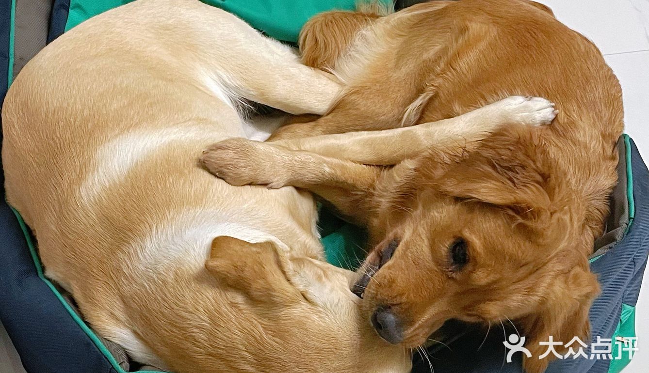 2020最后一天写给汪星人