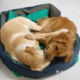 2020最后一天写给汪星人