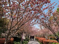 -高东镇樱花园