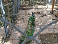 -长白岛森林公园