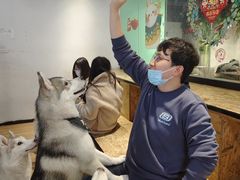 -Husky Go! 哈士奇体验馆·宠物咖啡厅狗咖