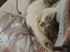 -爱妮康宠物医院·干细胞免疫细胞·肿瘤·心脏(张江店)