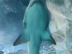 -上海海洋水族馆