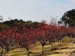 -广州莲花山旅游区