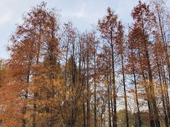 -梁鸿国家湿地公园