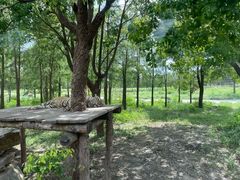 -上海野生动物园