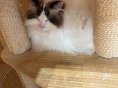 -和它·交个朋友·狗咖猫咖(爱琴海店)