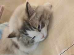 -momokira米努特·德文卷毛猫·棉花面纱犬