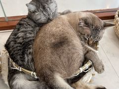 -共舞时光猫咖·狗咖(新街口店)