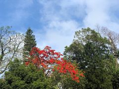 -深圳仙湖植物园