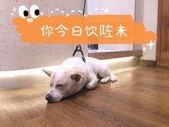 -椿风·养身茶饮(吉大店)