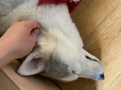 -Husky Go! 哈士奇体验馆·宠物咖啡厅狗咖
