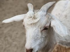 -鄂尔多斯野生动物园