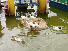 -莲湖公园