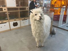 -Honey Bacca 哈尼芭卡高端萌宠(朝阳大悦城店)