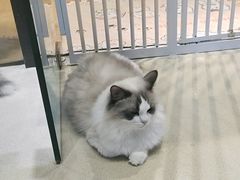 -藏猫猫咖啡主题馆(中央大道店)