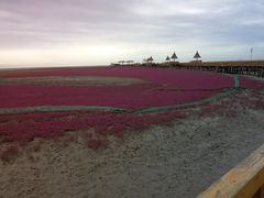 -红海滩国家风景廊道