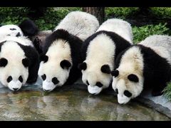 -西安秦岭野生动物园